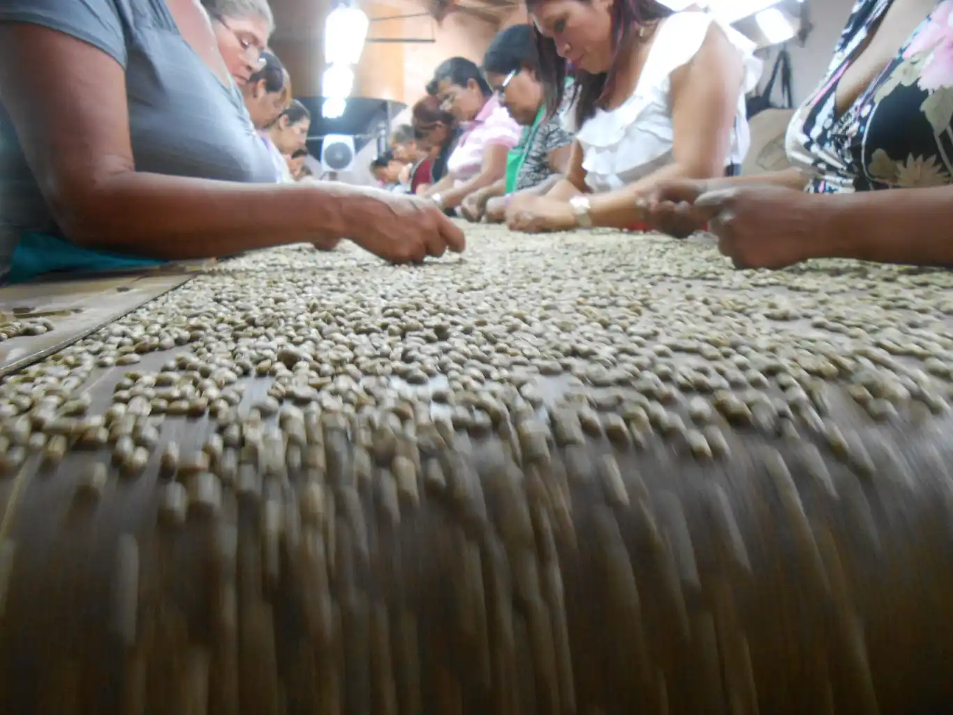 El SALVADOR Santa Lucia , pražená káva, 100% ARABIKA, 250g - 500g – Obrázok 2